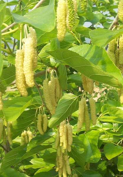 تصویر 4 از فروش نهال توت موزی به قیمت عمده