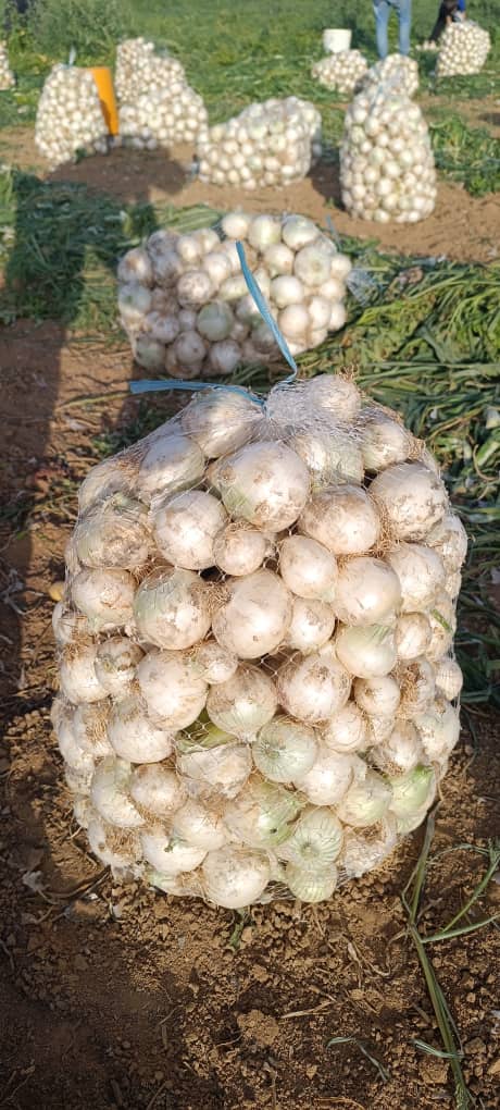 تصویر 1 از پیاز سفید مرغوب