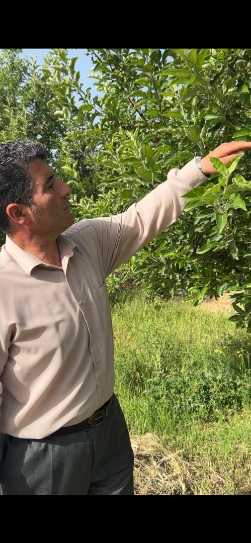 تصویر 5 از باغ سیب درختی مهاباد