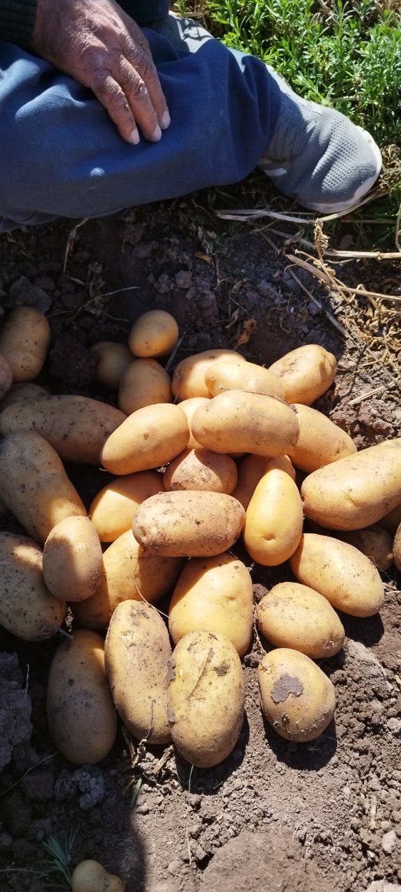 تصویر 3 از سیب زمینی جلی عجب شیر + خرید عمده