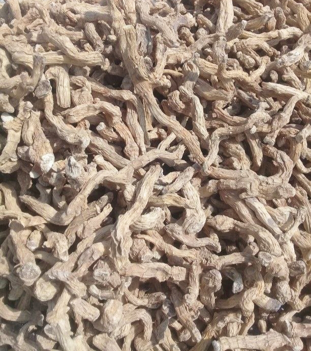 خرید شقاقل خشک عمده با قیمت ویژه + خواص درمانی شگفت انگیز