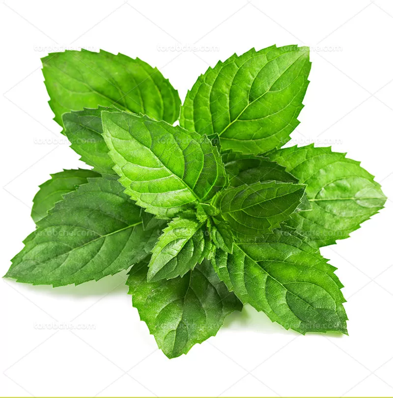 تصویر 2 از قیمت خرید عمده نعنا برگ فارس