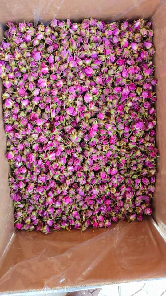 تصویر 1 از غنچه گل محمدی سایه خشک