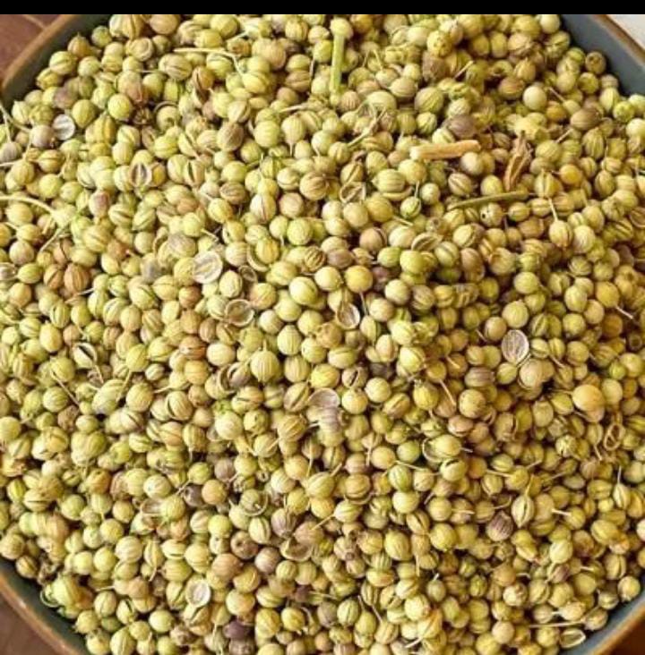 تصویر 1 از تخم گشنیز کنگاور برداشت تازه + قیمت عمده