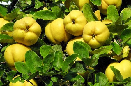 تصویر 4 از فروش عمده نهال میوه به در اصفهان