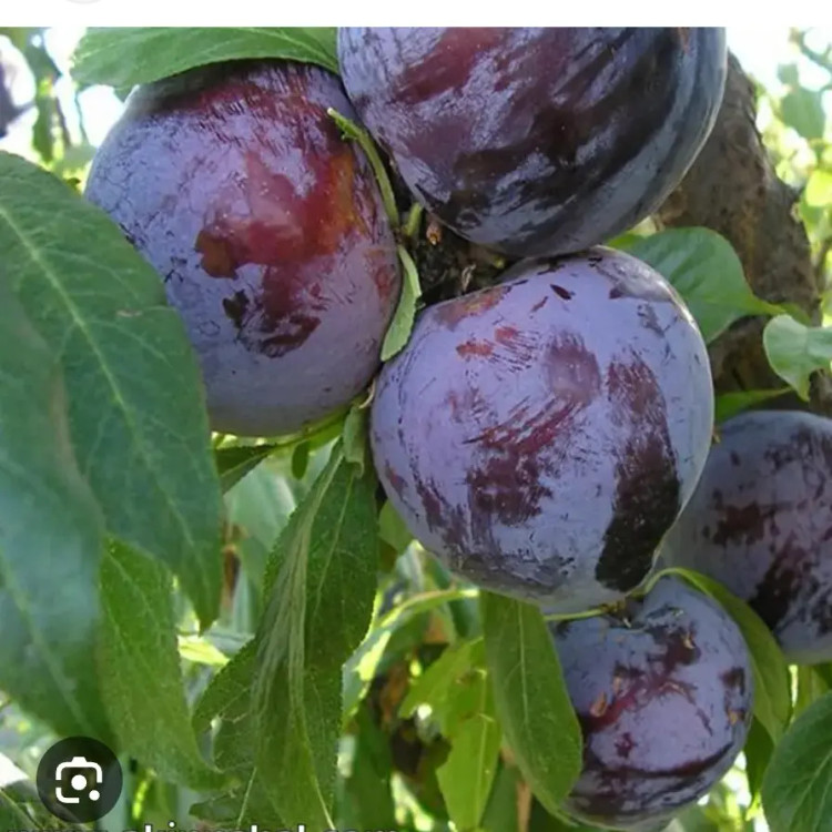 تصویر 3 از فروش عمده نهال آلو شابلون کالیفرنیا