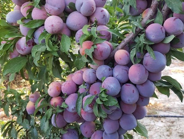 تصویر 2 از فروش عمده نهال آلو شابلون کالیفرنیا