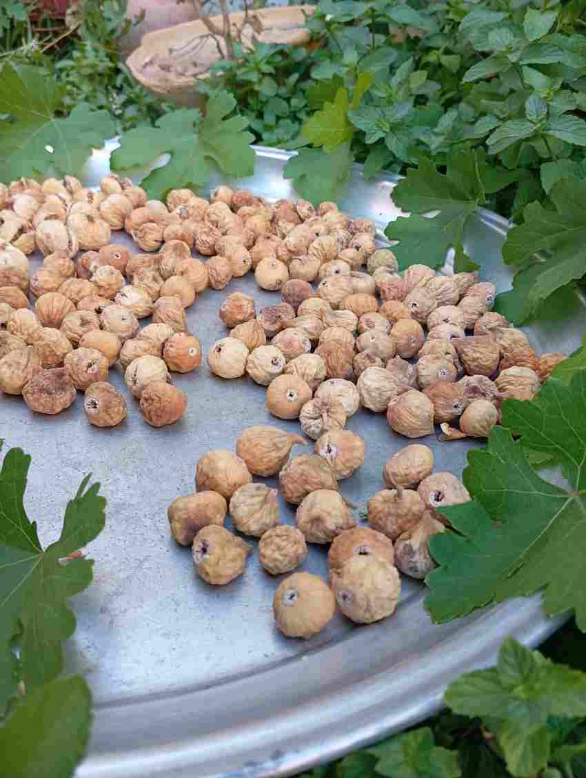 تصویر 1 از خرید انجیر خشک طبیعی فارس +  قیمت ویژه