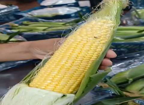 تصویر 4 از قیمت ذرت مکزیکی