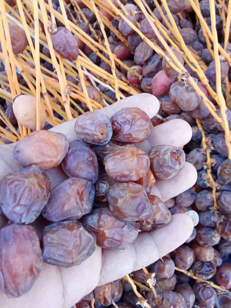 تصویر 2 از خرید و فروش خرما خاصویی ریزه صادراتی