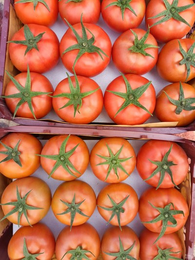تصویر 1 از فروش عمده گوجه فرنگی