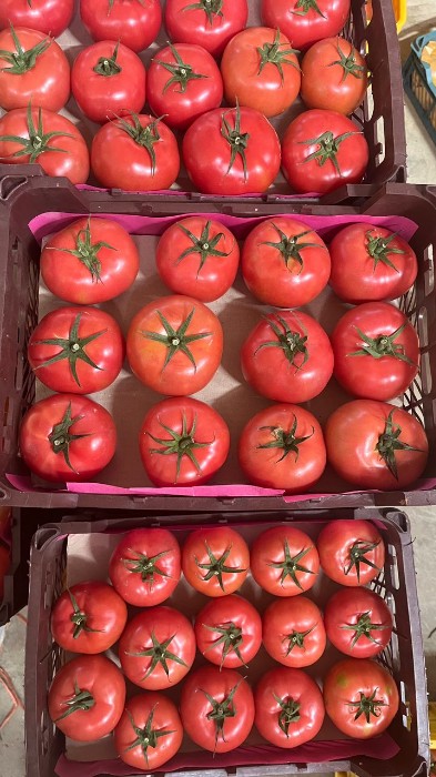 تصویر 1 از قیمت گوجه فرنگی