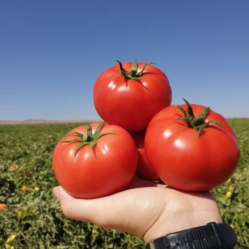 تصویر 1 از قیمت گوجه‌ فرنگی گلخانه‌ای و گوجه‌ فرنگی فضای باز