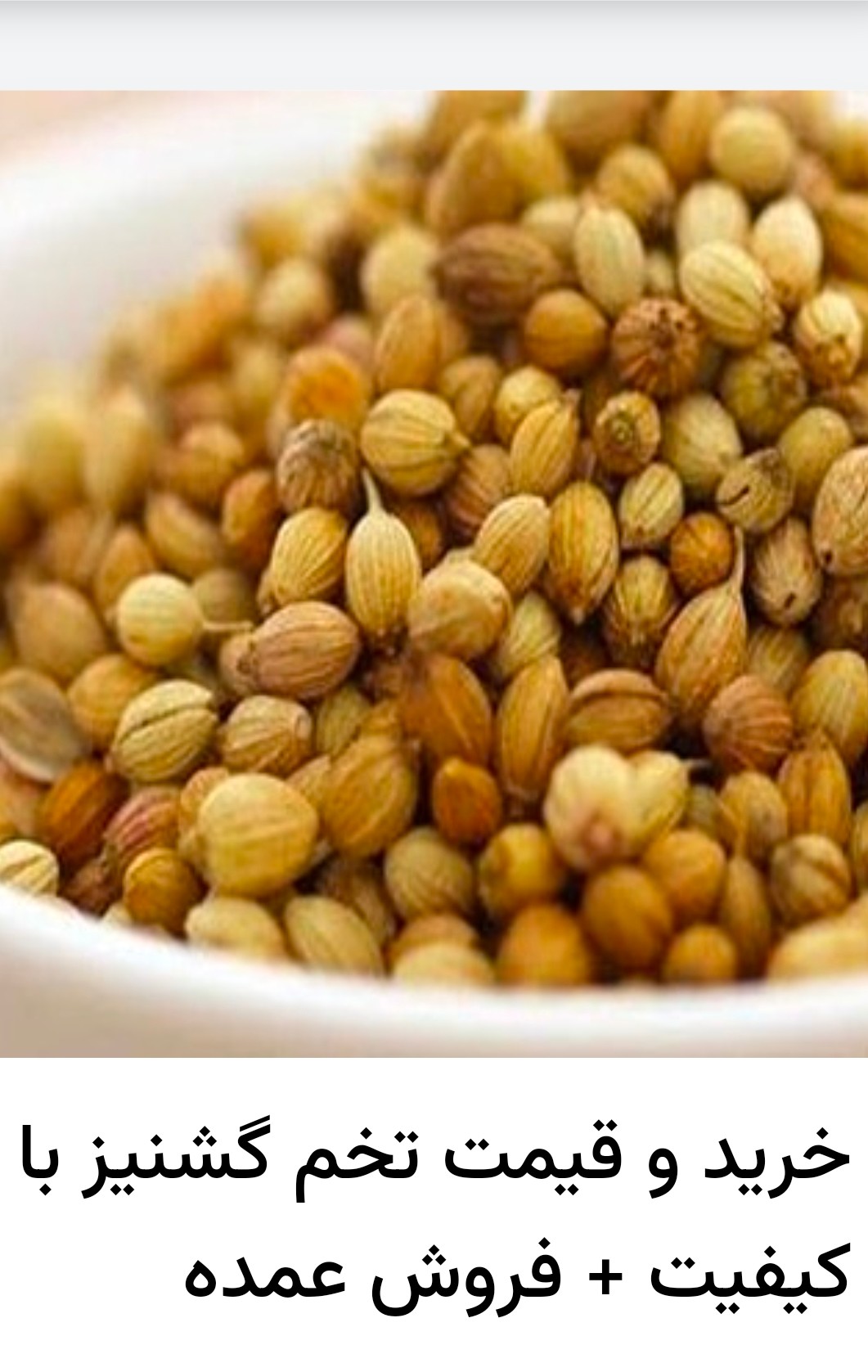 بذر ادویه گشنیز بی رقیب در کیفیت فروش کلی