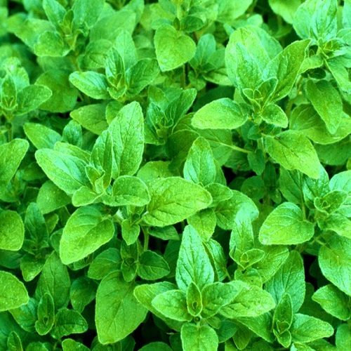 تصویر 1 از قیمت خرید عمده پونه خشک کازرون