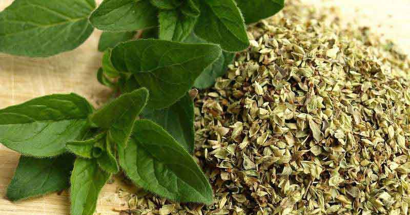 تصویر 2 از قیمت خرید عمده پونه خشک کازرون
