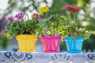 تصویر 2 از خرید گلدان پلاستیکی کوچک برای باغچه
