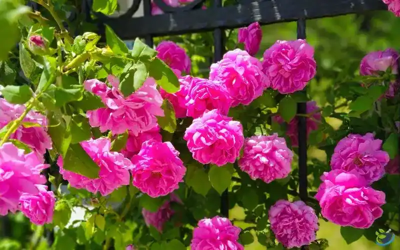تصویر 1 از قیمت خرید گل محمدی تازه عمده و به صرفه