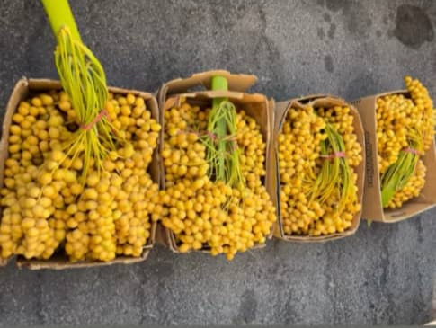 فروش عمده خارک برحی بصر اوی