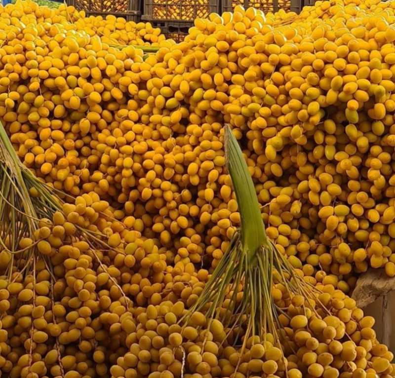 تصویر 1 از فروش عمده خارک برحی بصر اوی