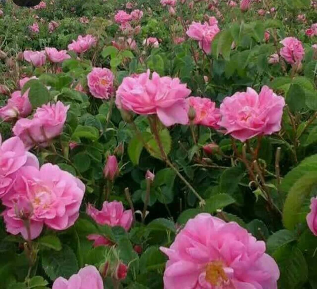 تصویر 2 از قیمت غنچه و گل محمدی کرمان