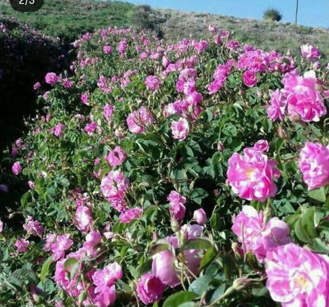 تصویر 1 از قیمت غنچه و گل محمدی کرمان