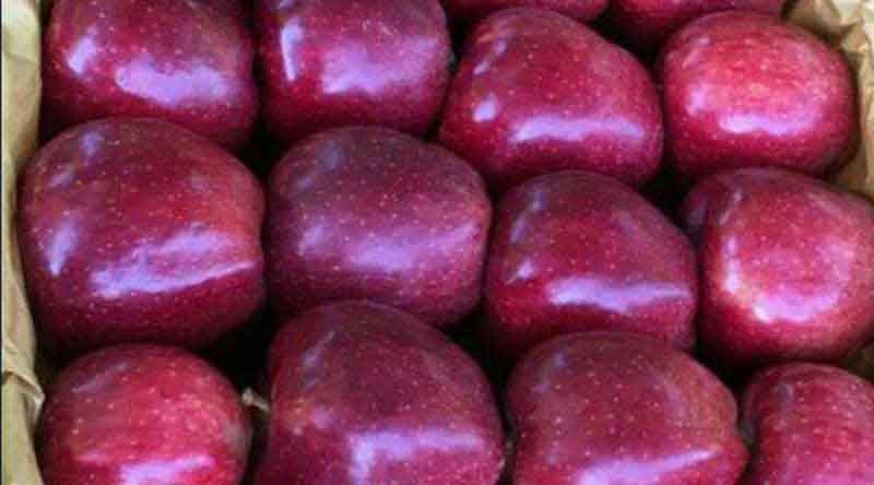 تصویر 2 از سیب قرمز استخوانی ارومیه + با کیفیت عالی تابستان