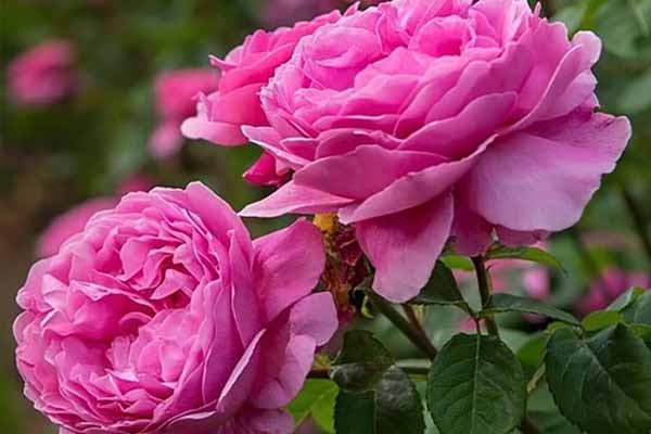 تصویر 1 از فروش گل محمدی خشک فله