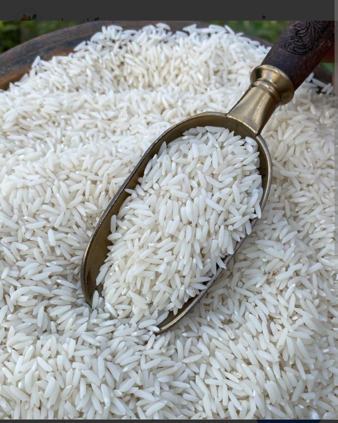 تصویر 1 از قیمت خرید استثنائی برنج طارم هاشمی درجه یک و با کیفیت