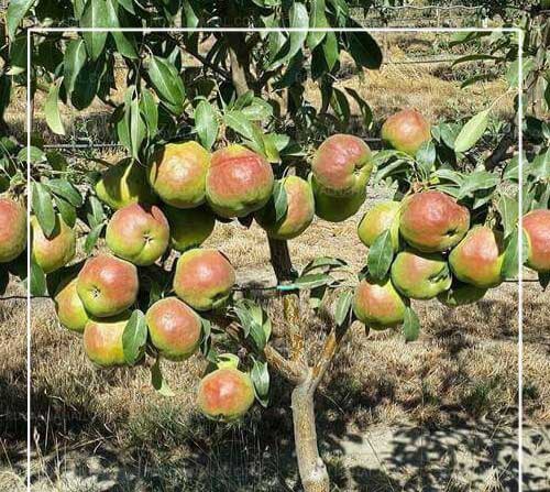 تصویر 5 از فروش عمده نهال گلابی بیروتی