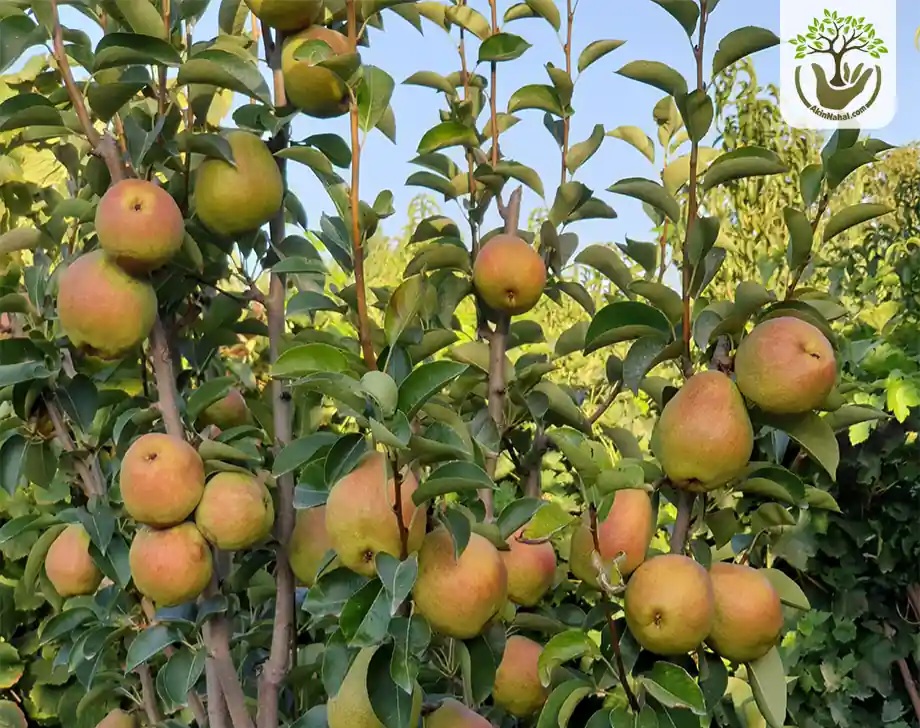 تصویر 1 از فروش عمده نهال گلابی بیروتی