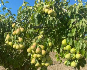 تصویر 4 از فروش عمده نهال گلابی بیروتی