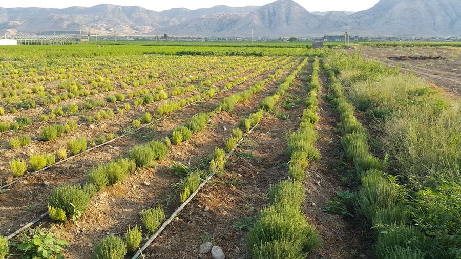 تصویر 4 از خرید و عمده فروشی آویشن باغی سرشاخه