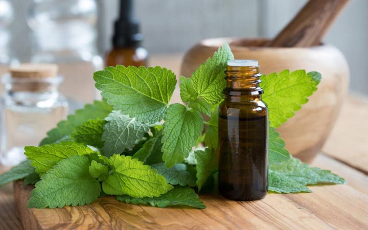 تصویر 1 از خرید عمده بادرنجبویه + قیمت فروش استثنایی