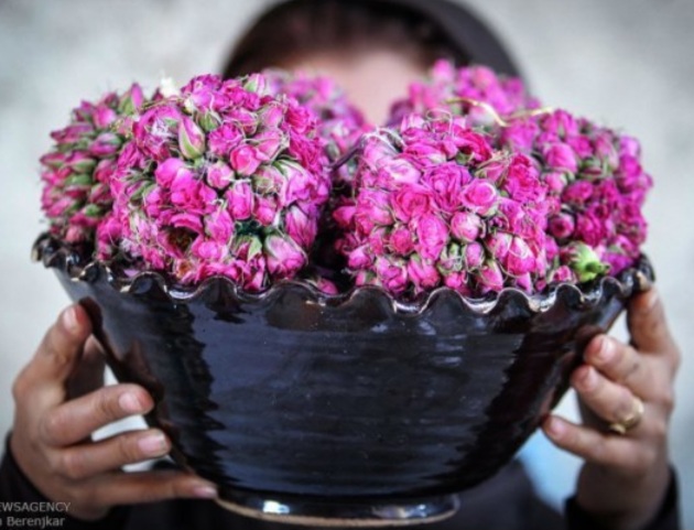 لیست قیمت عمده غنچه گل محمدی + فروش عمده
