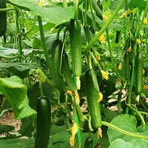 تصویر 4 از خرید و قیمت بذر خیار نگین + فروش ارزان و بی واسطه