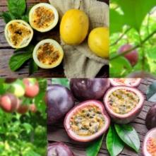 تصویر 2 از انواع نهال استوایی میوه دار + مشاوره رایگان احداث مزرعه