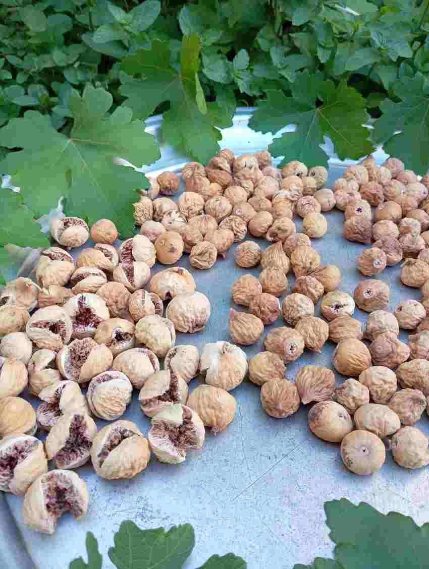 تصویر 4 از فروش انجیر خشک درجه یک + مناسب عمده فروشان