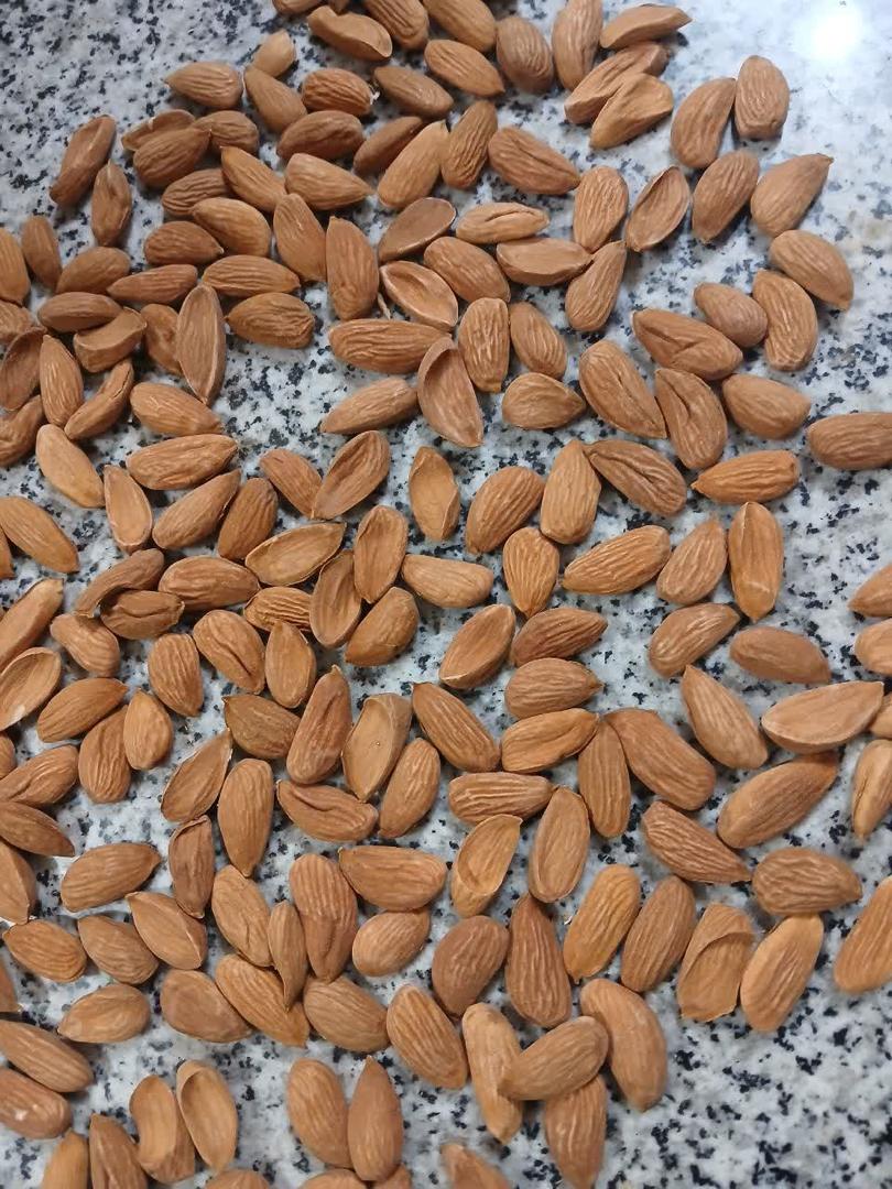 تصویر 3 از انواع بادام درختی با پوست کاغذی ممتاز