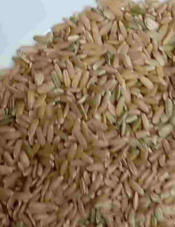 تصویر 2 از برنج قهوه ای کامفیروز + سورتینگ شده