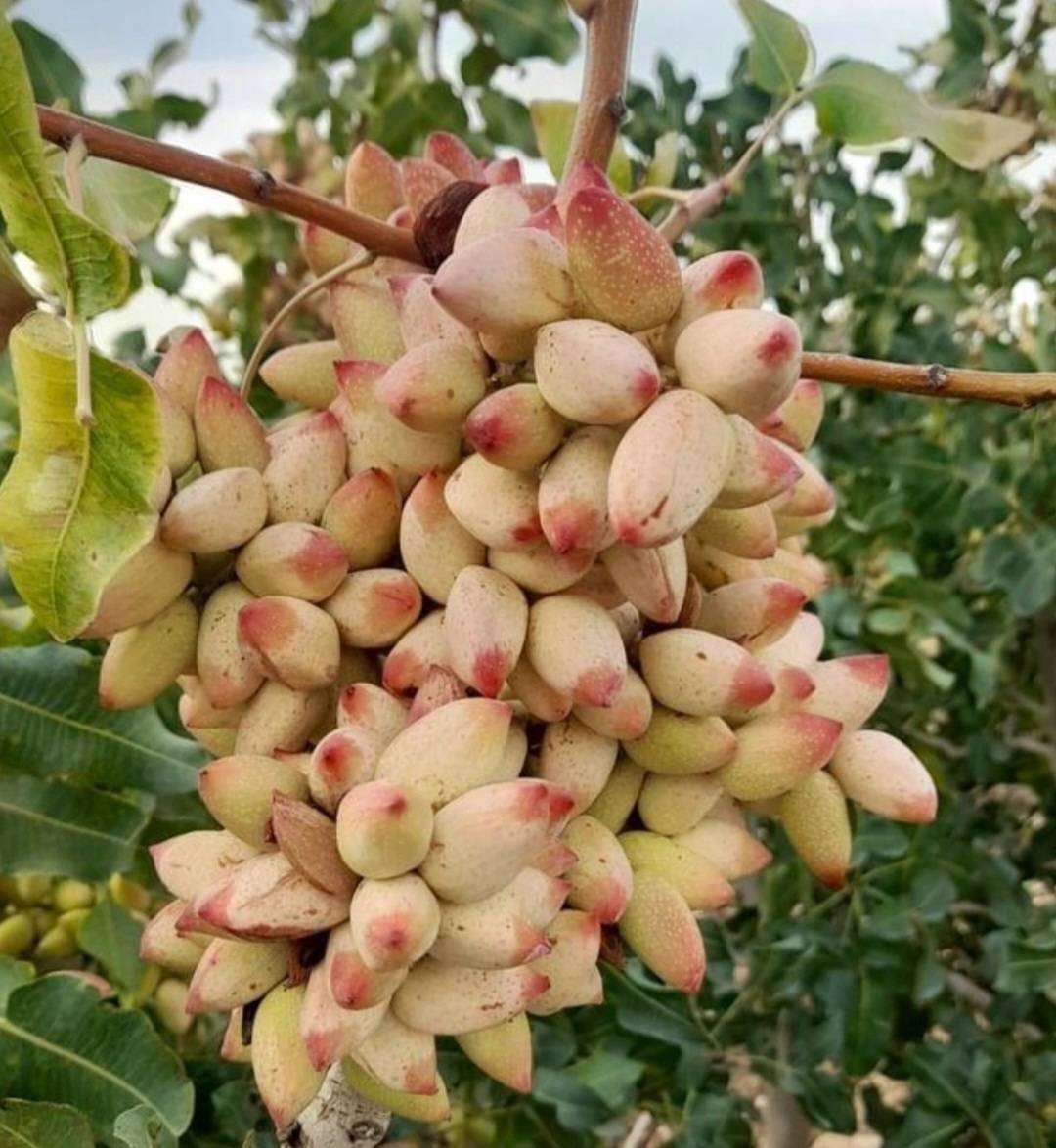 تصویر 3 از قیمت خرید پسته احمد آقایی خندان عمده به صرفه و ارزان