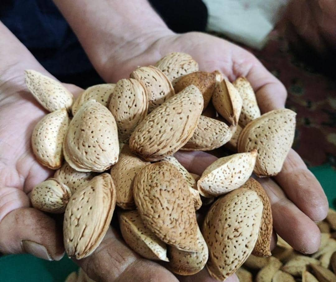 تصویر 1 از خرید بادام سنگی تر + خرید عمده