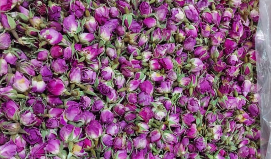 خرید غنچه گل محمدی به صورت عمده
