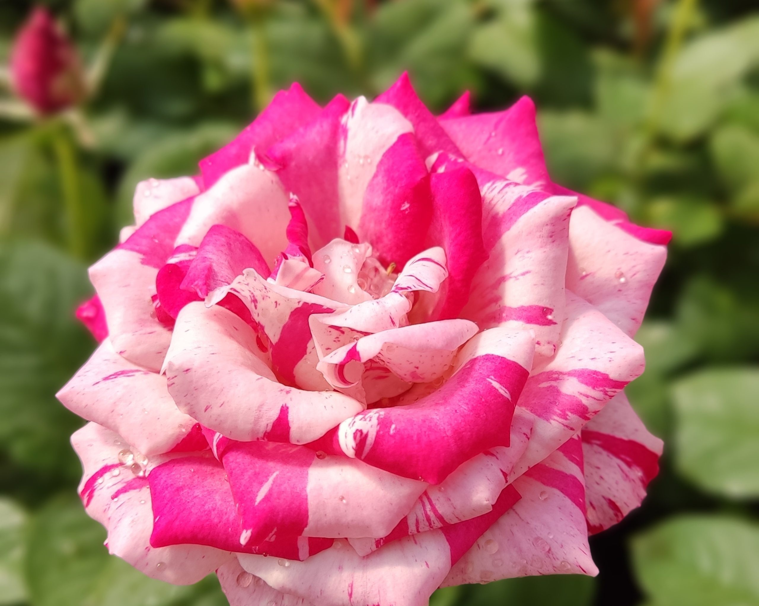 تصویر 3 از قیمت باور نکردنی نهال گل رز هلندی