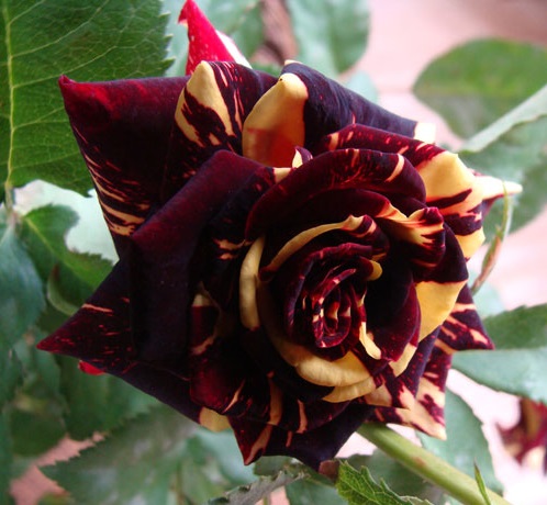 تصویر 4 از قیمت باور نکردنی نهال گل رز هلندی