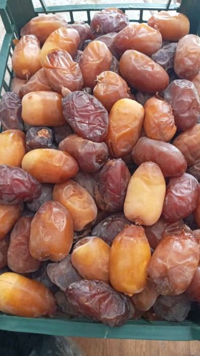 تصویر 4 از قیمت خرید رطب کبکاب بوشهر در بازار داخلی