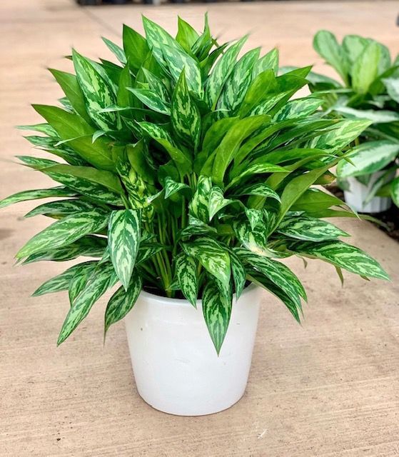 تصویر 3 از قیمت گل آپارتمانی آگلونما