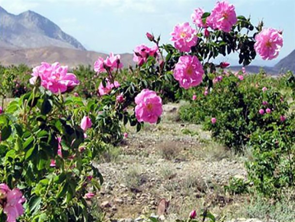 تصویر 1 از خرید غنچه و گل محمدی کرمان