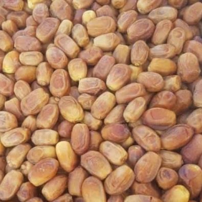 تصویر 1 از خرید و فروش خرمای زاهدی درجه یک لوکس
