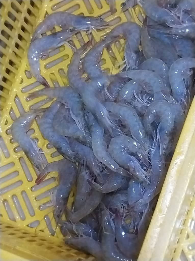 تصویر 1 از فروش عمده میگوی پرورشی بوشهر